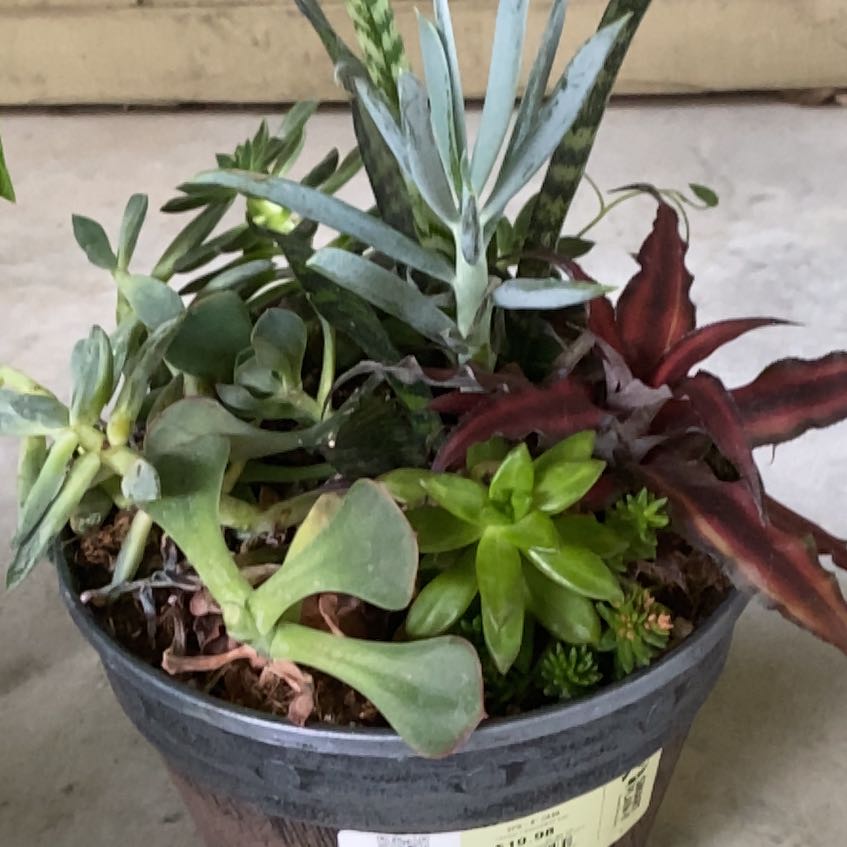 Photo of the plant species Assorted Succulents by @GuruBigmuhly70 named Eden on Greg, the plant care app