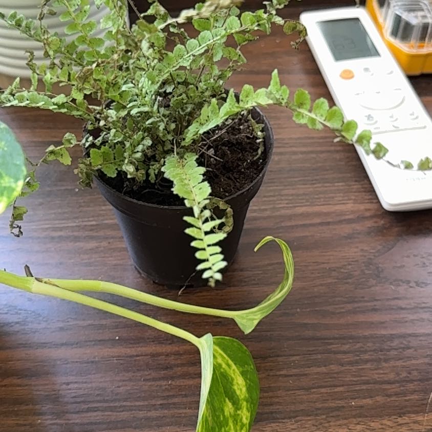 Photo of the plant species Lemon Button Fern by @NewTukauki10 named Harmony on Greg, the plant care app