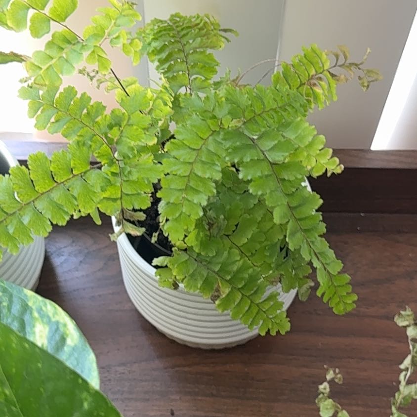 Photo of the plant species Bronze Venus Fern by @NewTukauki10 named Delilah on Greg, the plant care app
