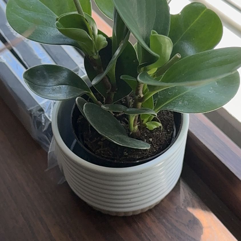 Photo of the plant species Green Bean by @NewTukauki10 named Willow on Greg, the plant care app