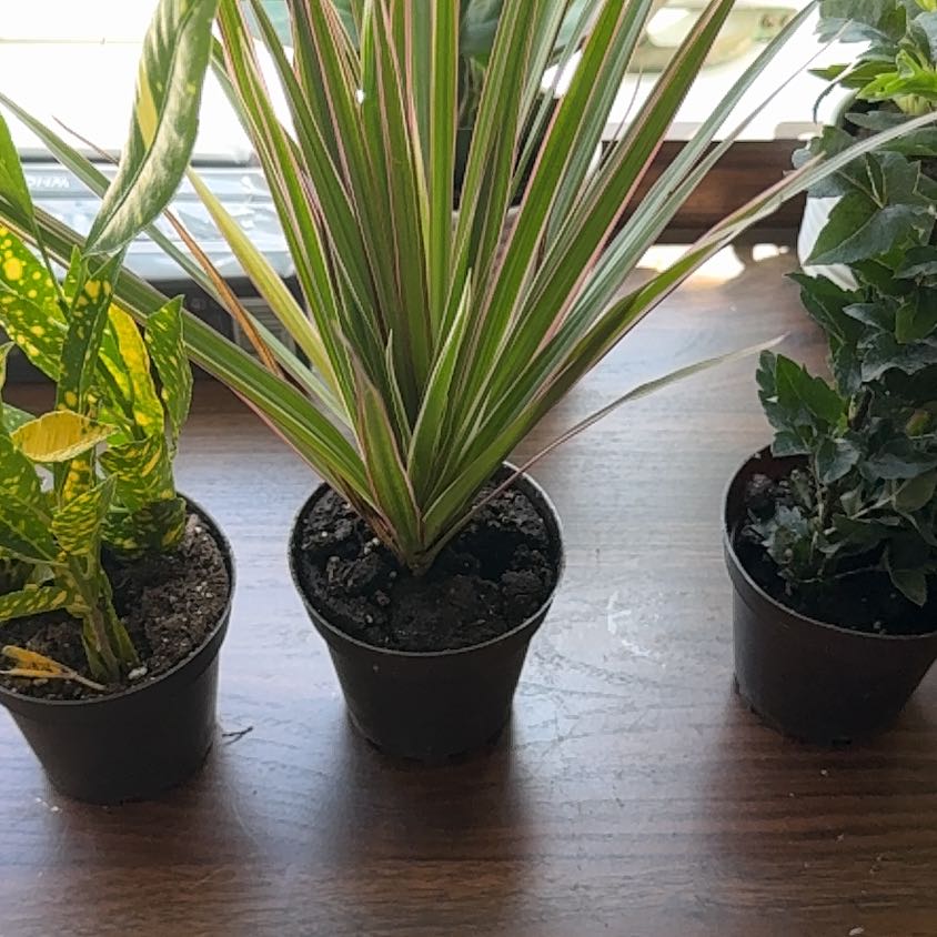 Photo of the plant species Dracaena bicolor by @NewTukauki10 named ChloroPhil on Greg, the plant care app