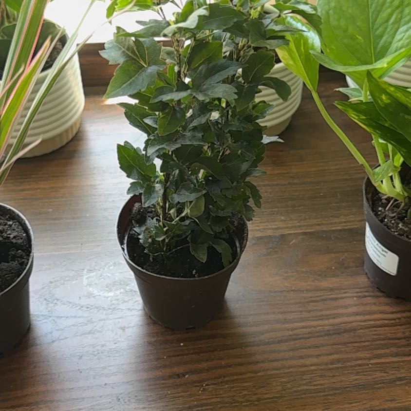 Photo of the plant species Olympia by @NewTukauki10 named Michelle Branch on Greg, the plant care app