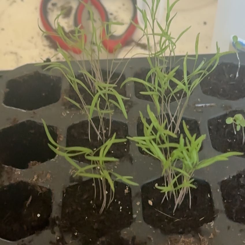 Photo of the plant species Dill by @RichAloevera37 named Lola on Greg, the plant care app