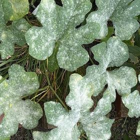 Photo of the plant species Brown Turkey Fig by @ZappyPigfern84 named ChloroPhil on Greg, the plant care app