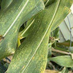 Photo of the plant species Corn by @ZappyPigfern84 named Kesha on Greg, the plant care app