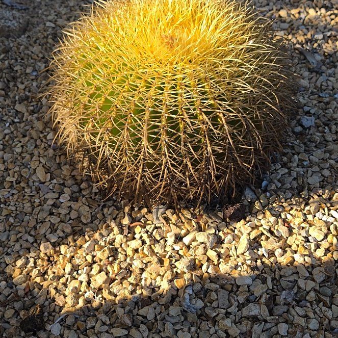Photo of the plant species Desert Barrel Cactus by @SirShallot16 named Eva on Greg, the plant care app