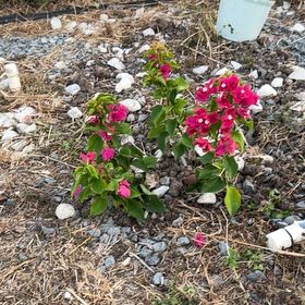 Photo of the plant species Bougainvillea by @NeatChosmo26 named Mollie on Greg, the plant care app