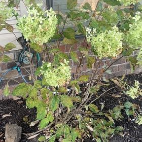 Photo of the plant species Hydrangea 'Puffer Fish' by @WinSoursop87 named Aria on Greg, the plant care app