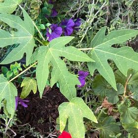 Photo of the plant species Papaya by @GourmetWorm4 named Gomez on Greg, the plant care app