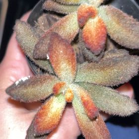 Photo of the plant species Leatherleaf by @TryCilantro27 named Bigleef Smalls on Greg, the plant care app