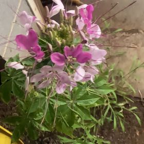 Photo of the plant species Cleome Hassleriana by @YiftRedsky13 named Xena on Greg, the plant care app