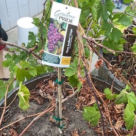 Photo of the plant species Wine Grape by @BusyJuniper50 named da Vinci on Greg, the plant care app