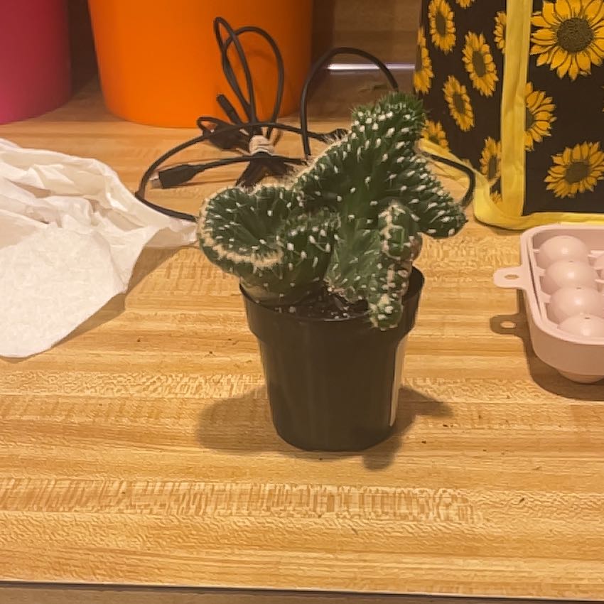 Photo of the plant species Snow Ridge by @PerkyWaxvine33 named ChloroPhil on Greg, the plant care app