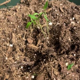 Photo of the plant species Tabasco Pepper by @Cupcakegregapp named Hermes/Pepper plant on Greg, the plant care app