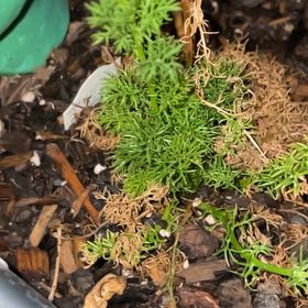 Photo of the plant species Dill by @Cupcakegregapp named Wall-E on Greg, the plant care app