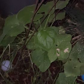 Photo of the plant species Pumpkin by @Cupcakegregapp named Rosa on Greg, the plant care app