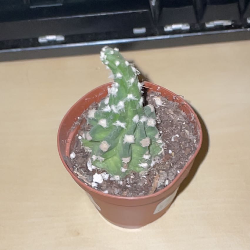 Photo of the plant species Strawberry Cactus by @Cupcakegregapp named Gomez on Greg, the plant care app