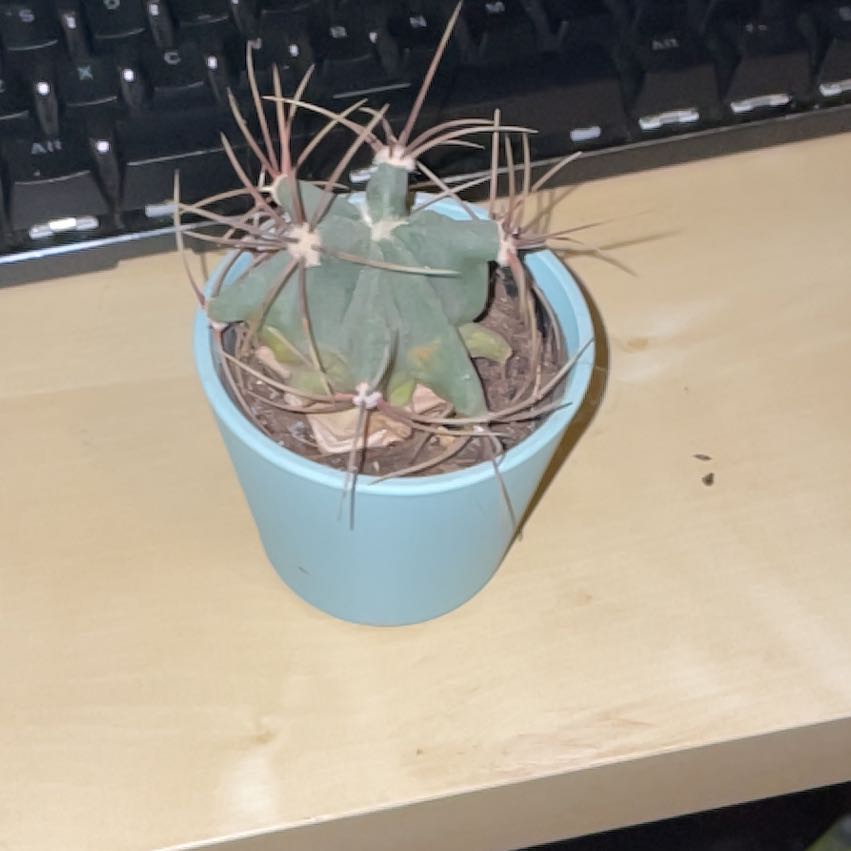 Photo of the plant species Ferocactus histrix by @Cupcakegregapp named Foxxy on Greg, the plant care app