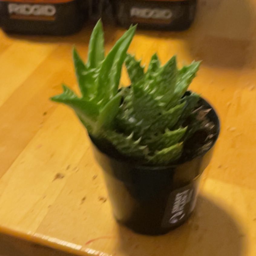 Photo of the plant species Aloe zanzibarica by @SuaveDodder named Bella on Greg, the plant care app