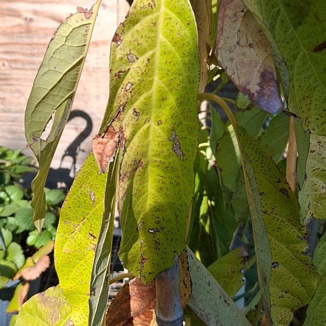 Photo of the plant species Common Persimmon by @PalpableBonsi95 named Prince on Greg, the plant care app