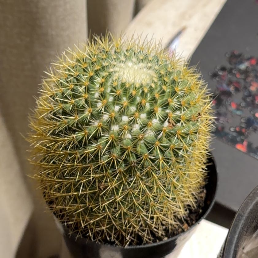 Photo of the plant species Mammillaria pringlei by @AceRedcap86 named Huckleberry Fern on Greg, the plant care app