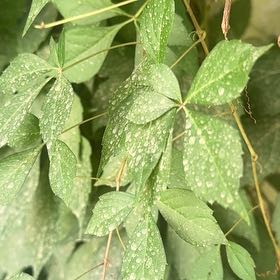 Photo of the plant species Virginia Creeper by @PetGinkotree17 named Marilyn on Greg, the plant care app