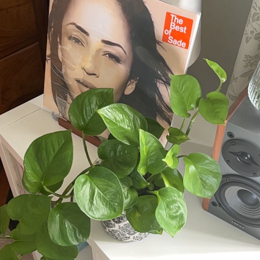 Photo of the plant species Global Green Pothos by @UpbeatColeus18 named Gaga on Greg, the plant care app