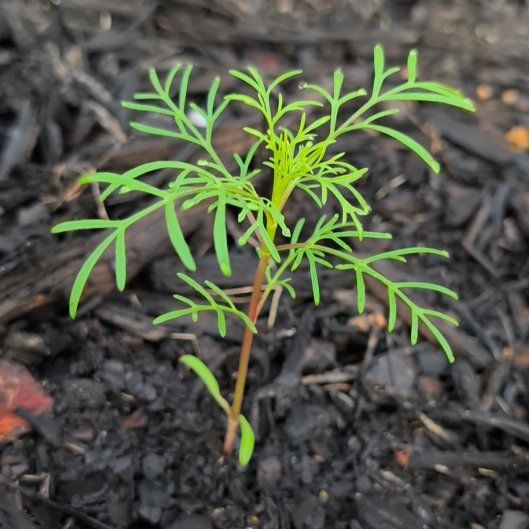 Photo of the plant species Garden Cosmos by @HeirPeony42 named Gobi on Greg, the plant care app