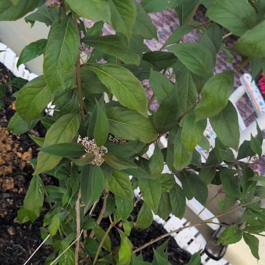 Photo of the plant species Purple Beautyberry by @HeirPeony42 named Orlando Bloom on Greg, the plant care app