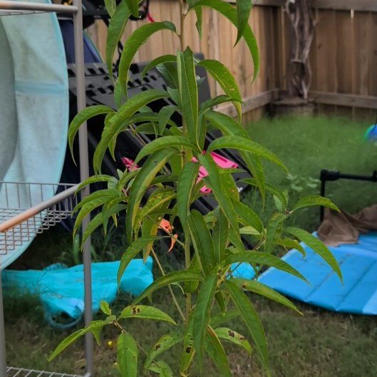 Photo of the plant species Peach Tree by @HeirPeony42 named Luna on Greg, the plant care app