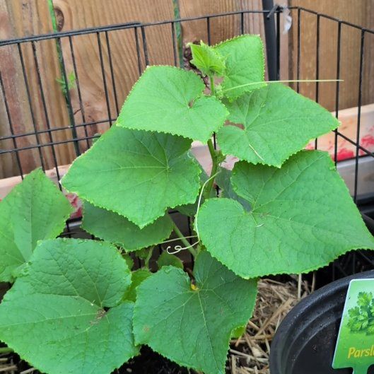Photo of the plant species Cucumber by @HeirPeony42 named Cleopatra on Greg, the plant care app