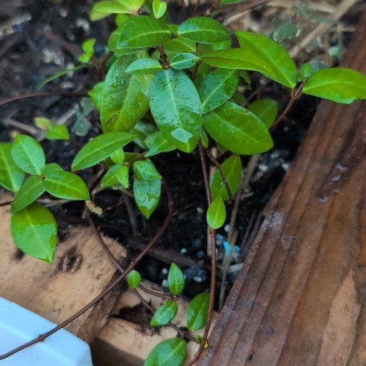 Photo of the plant species Asian Jasmine by @HeirPeony42 named Rainier on Greg, the plant care app
