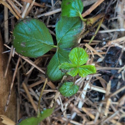 Photo of the plant species Beach Strawberry by @HeirPeony42 named Beckham on Greg, the plant care app
