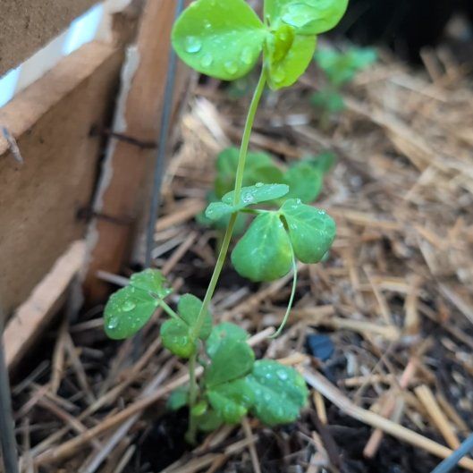 Photo of the plant species Peas by @HeirPeony42 named Huckleberry Fern on Greg, the plant care app