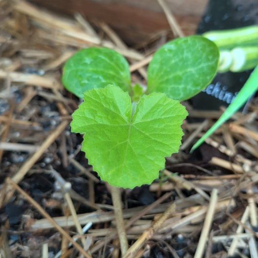 Photo of the plant species Melon by @HeirPeony42 named Marley on Greg, the plant care app