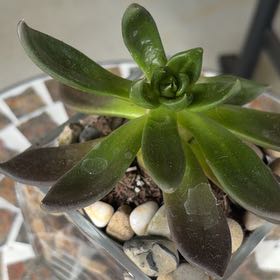 Photo of the plant species Black Prince by @ClearMatgrass37 named Prince on Greg, the plant care app