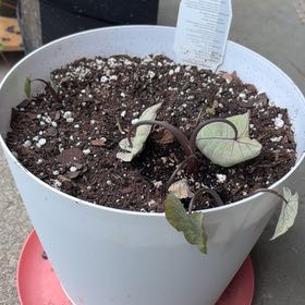 Photo of the plant species Colocasia 'Heart of the Jungle' by @ClearMatgrass37 named George on Greg, the plant care app