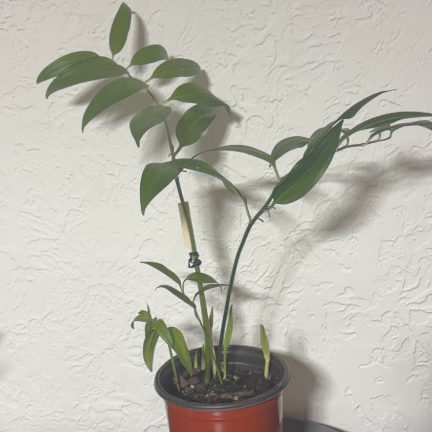 Photo of the plant species Chinese Evergreen Solomon's Seal by @ClearMatgrass37 named Solomon on Greg, the plant care app