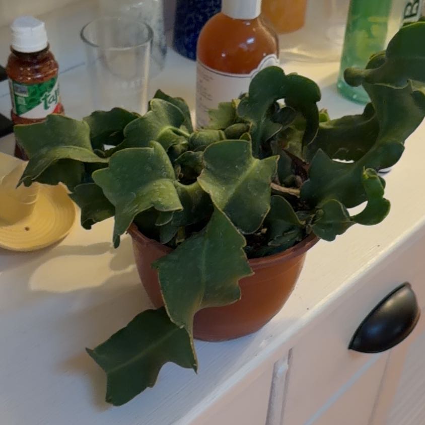 Photo of the plant species Curly Locks Orchid Cactus by @ClearMatgrass37 named Xena on Greg, the plant care app
