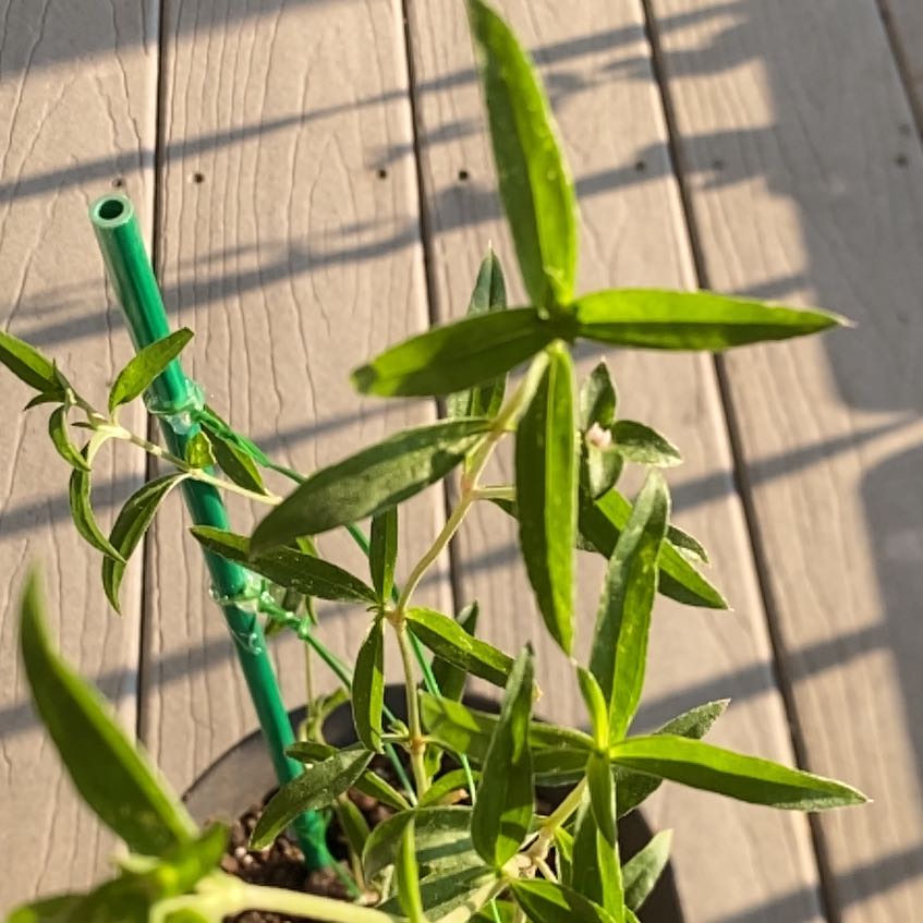 Photo of the plant species Asclepias Syriaca by @NewOxlip28 named Homer on Greg, the plant care app
