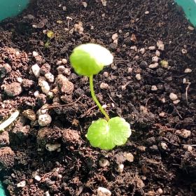 Photo of the plant species Manyflower Marshpennywort by @NewOxlip28 named Planty on Greg, the plant care app