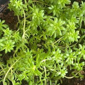 Photo of the plant species Stringy Stonecrop by @NewOxlip28 named Oscar on Greg, the plant care app
