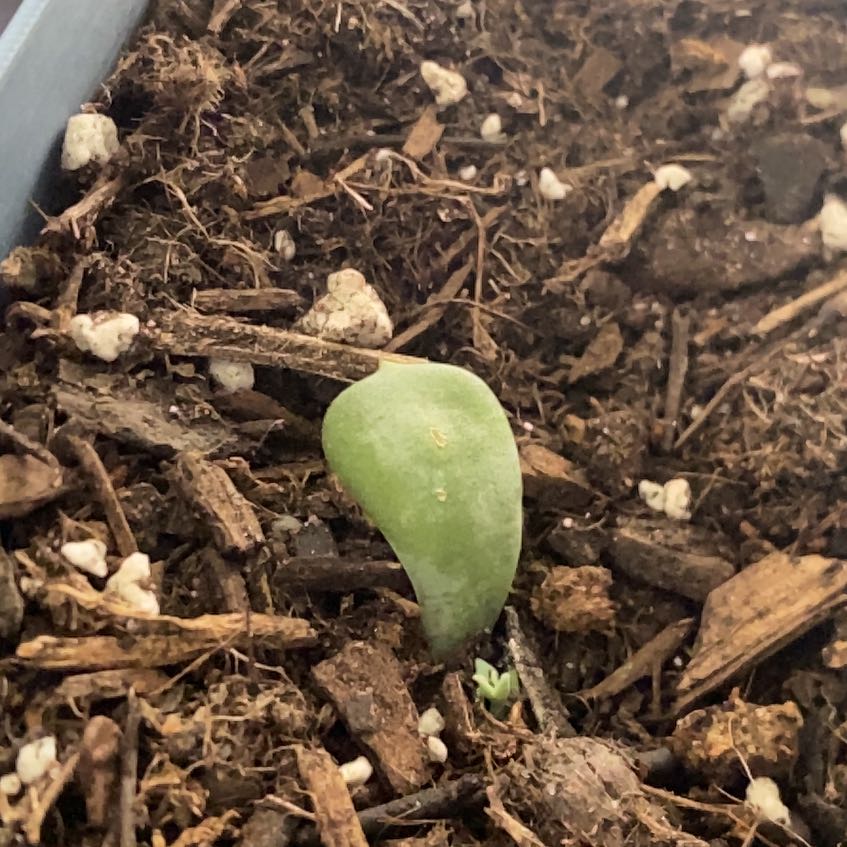 Photo of the plant species Assorted Succulents by @NewOxlip28 named Sahara on Greg, the plant care app