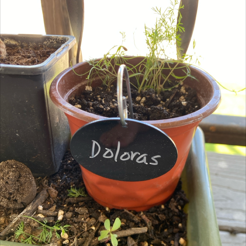 Photo of the plant species Dill by @NewOxlip28 named Dolores on Greg, the plant care app