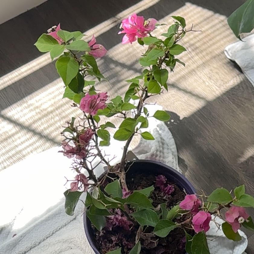 Photo of the plant species Lesser Bougainvillea by @ZestfullyMarimo named McKinley on Greg, the plant care app