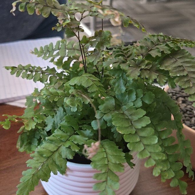 Photo of the plant species Cunningham's Maidenhair Fern by @StockyHeather30 named Zion on Greg, the plant care app