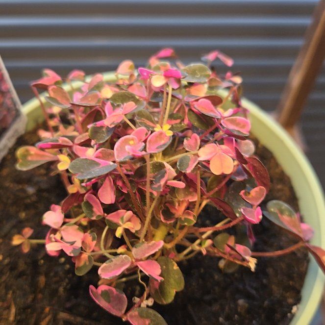 Photo of the plant species Creeping Woodsorrel by @StockyHeather30 named Leonardo on Greg, the plant care app