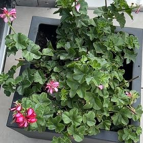 Photo of the plant species Ivy Geranium by @LordRedpine69 named Robert Plant on Greg, the plant care app