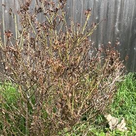 Photo of the plant species Western Marsh Rosemary by @AlertRedlog12 named Athena on Greg, the plant care app