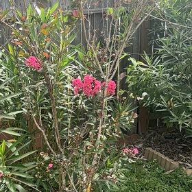 Photo of the plant species Oleander by @AlertRedlog12 named Coco on Greg, the plant care app